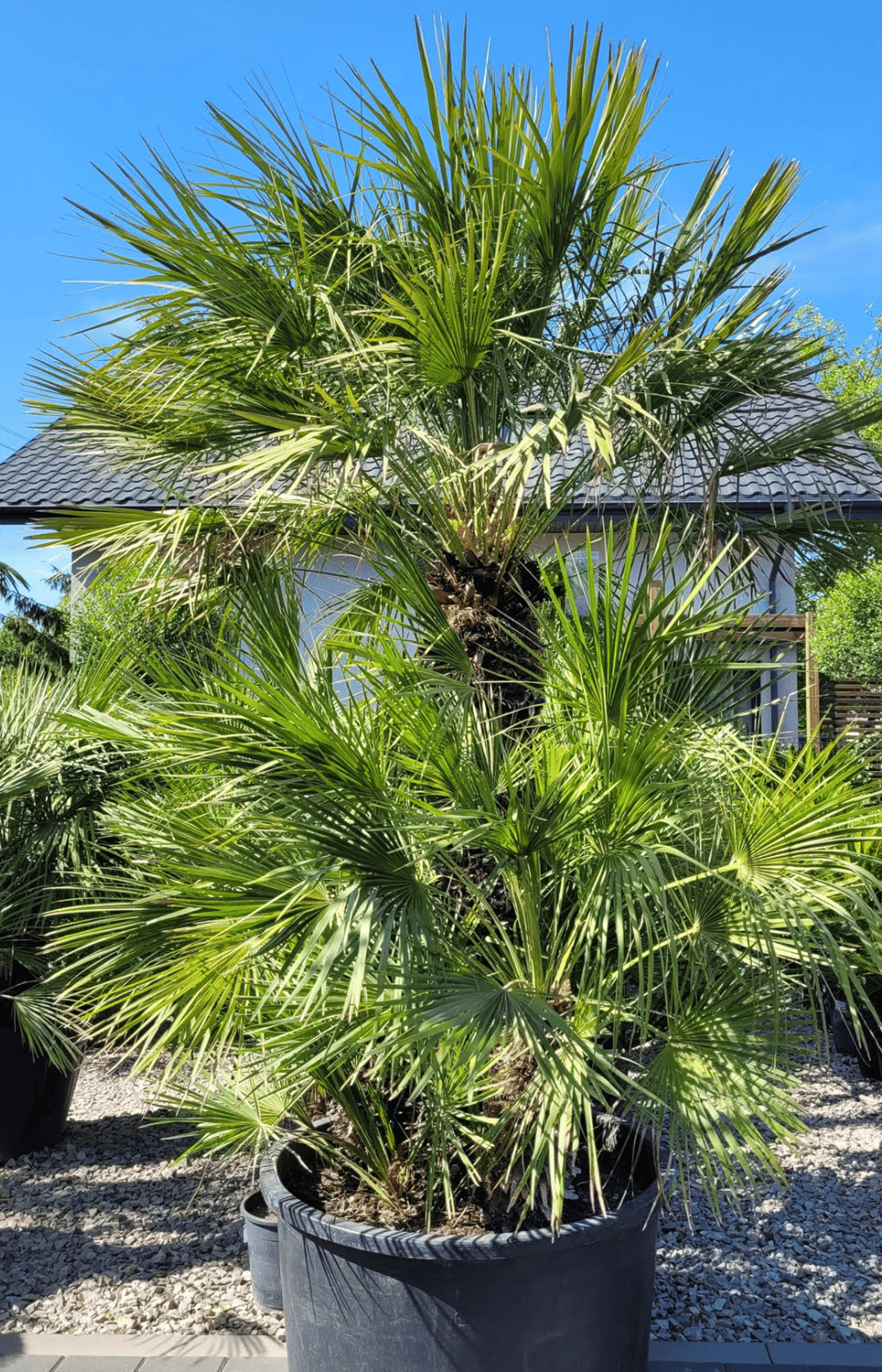 Chamaerops Humilis Karłatka Wielopniowa